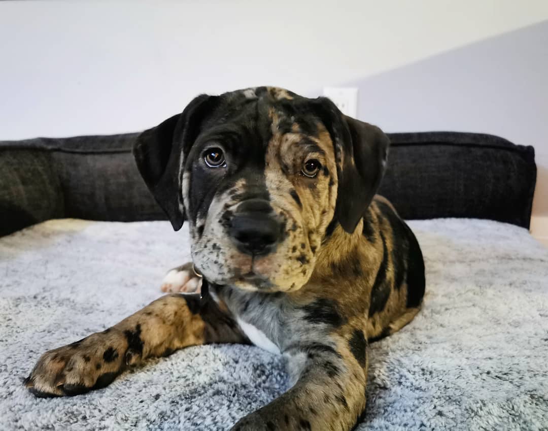 MAXXI, a Cane Corso puppy