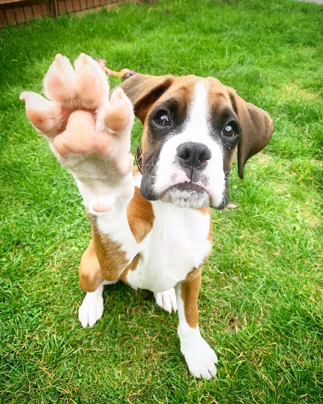 RAGGIE, a Boxer puppy