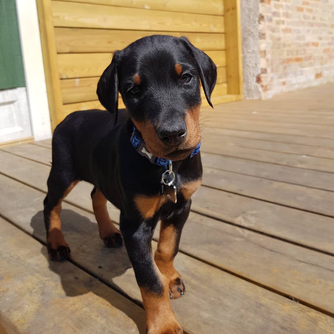KINA, a Doberman Pinscher puppy