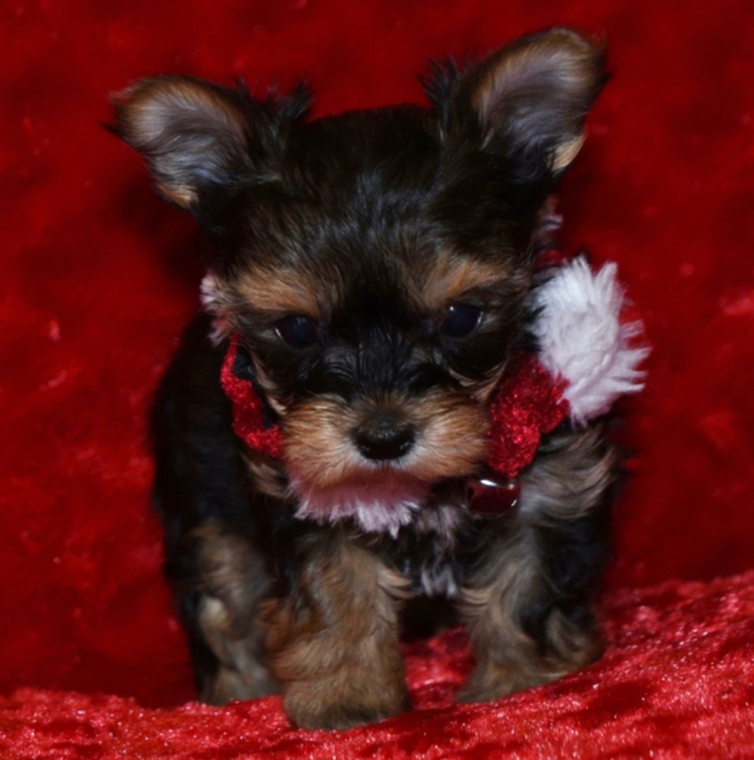 DAMARIS, a Yorkie puppy