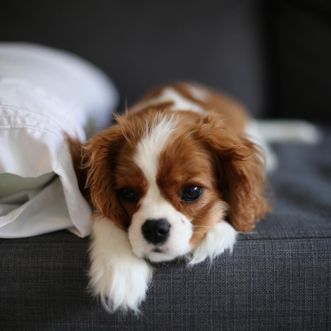 MONICA, a Cavalier King Charles puppy