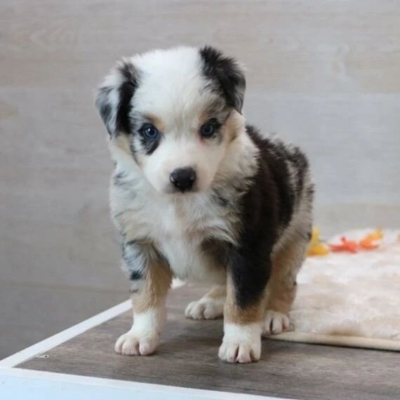 LUNA, a Australian Shepherd puppy