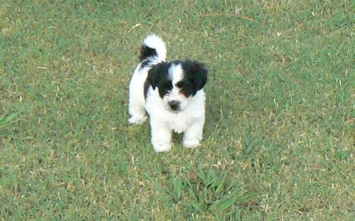 TALIA, a Coton De Tulear puppy
