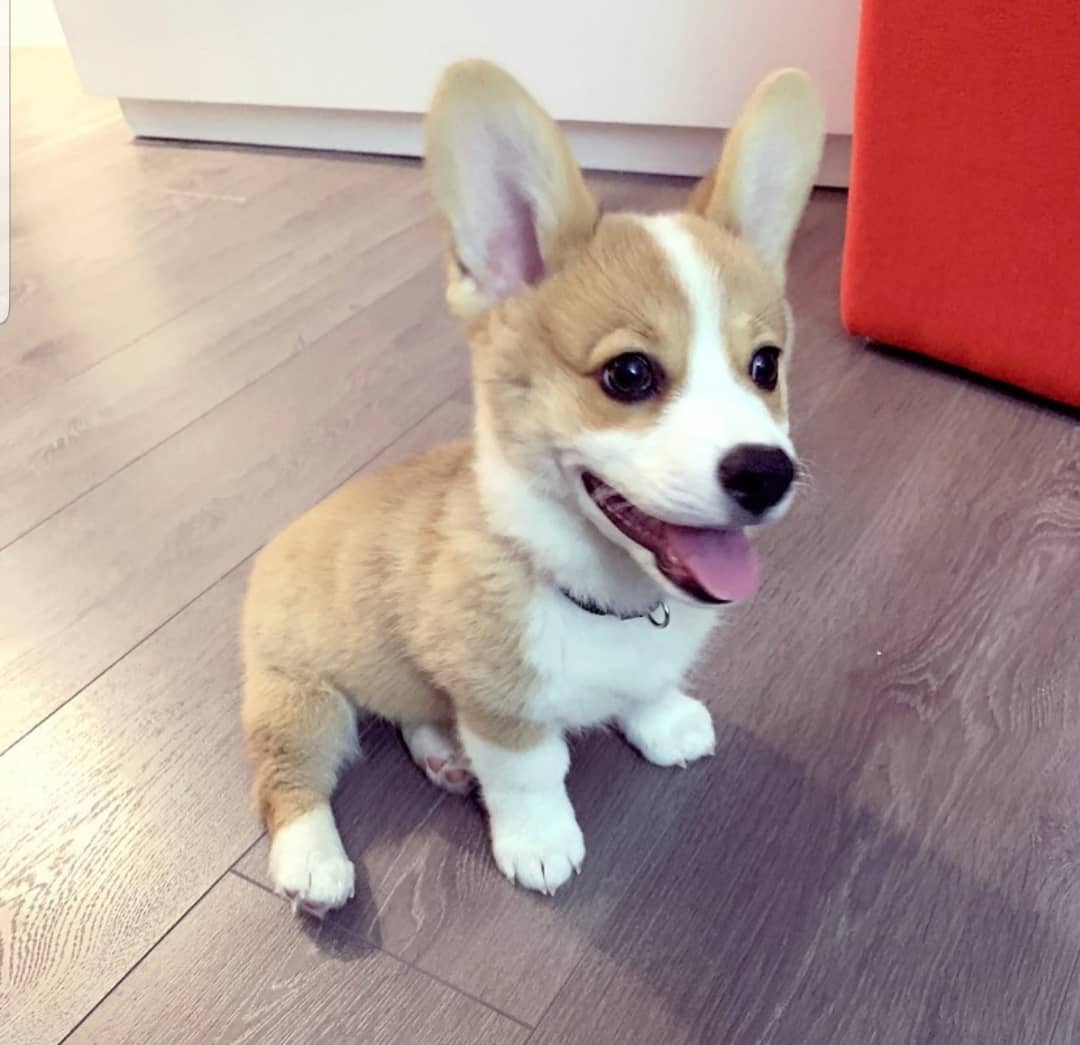 BOGGI, a Pembroke Welsh Corgi puppy