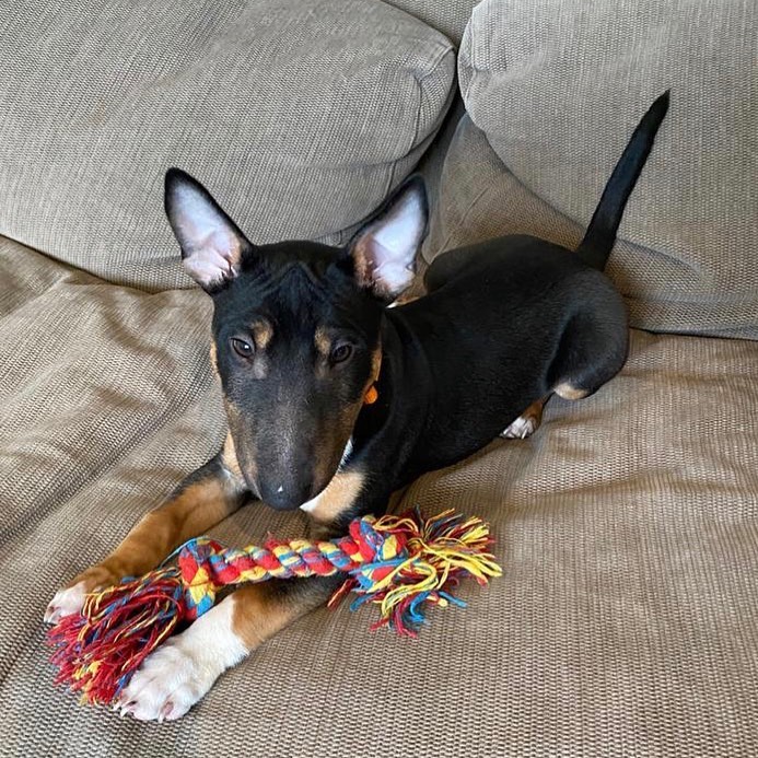 MUSE, a Mini Bull Terrier puppy