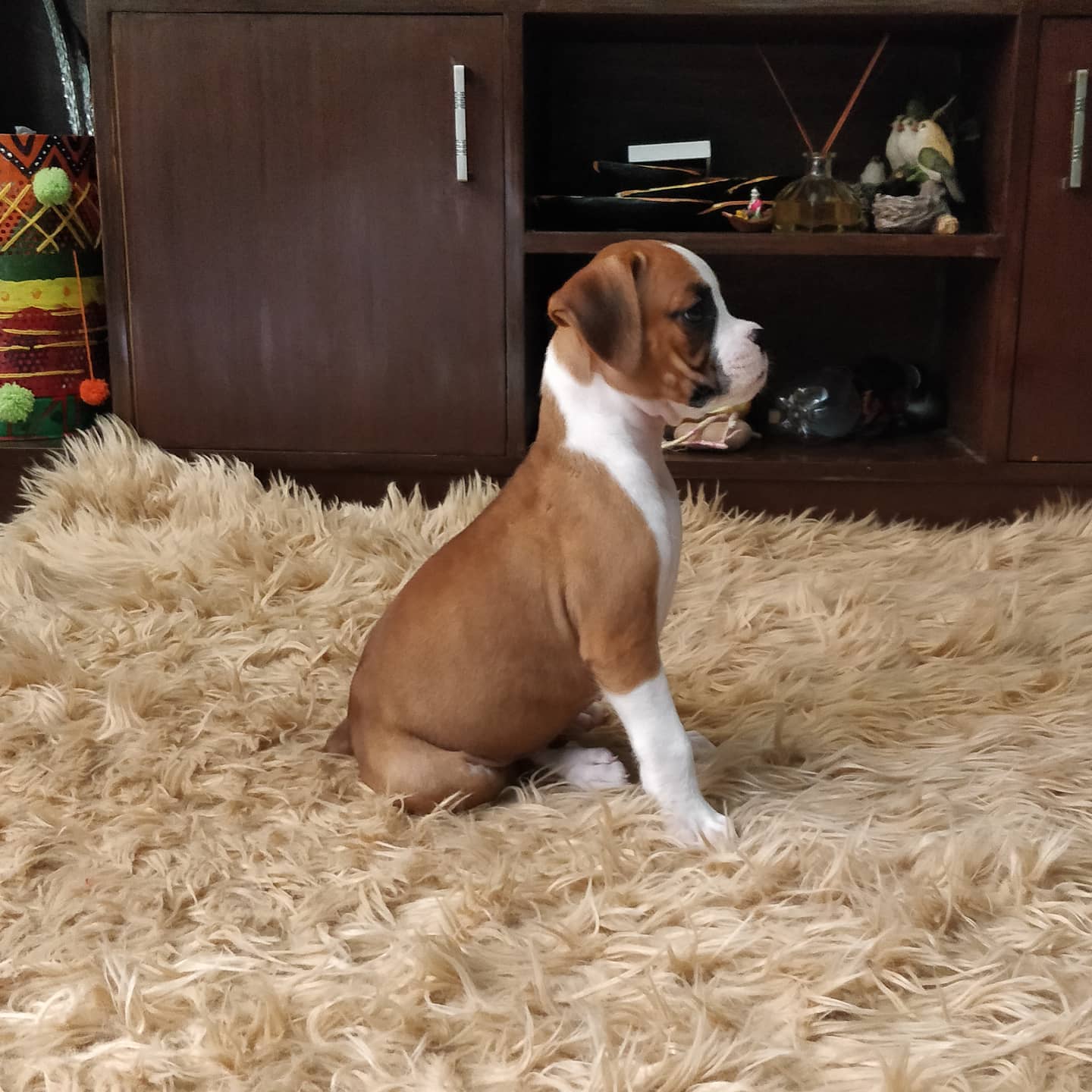 ZUBI, a Boxer puppy