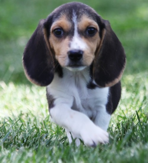 COOPER, a Beagle puppy