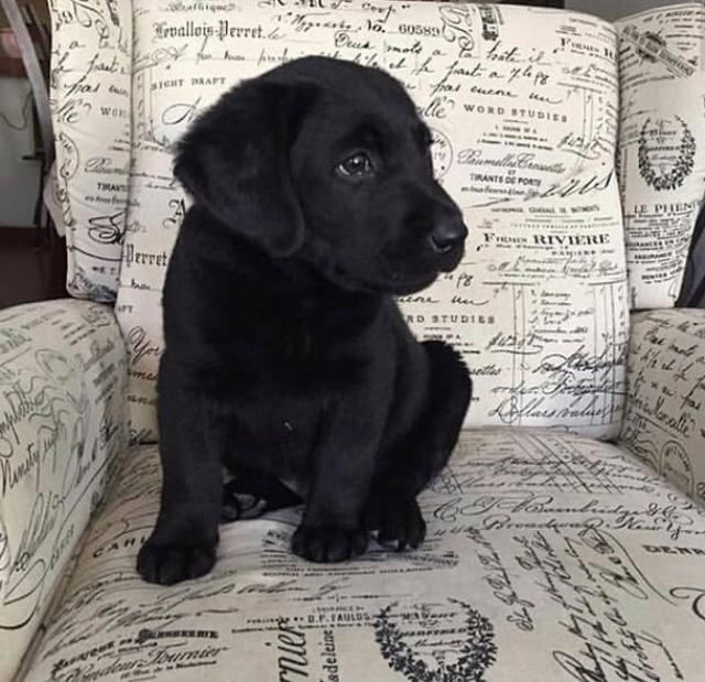 KERI, a Labrador Retriever puppy
