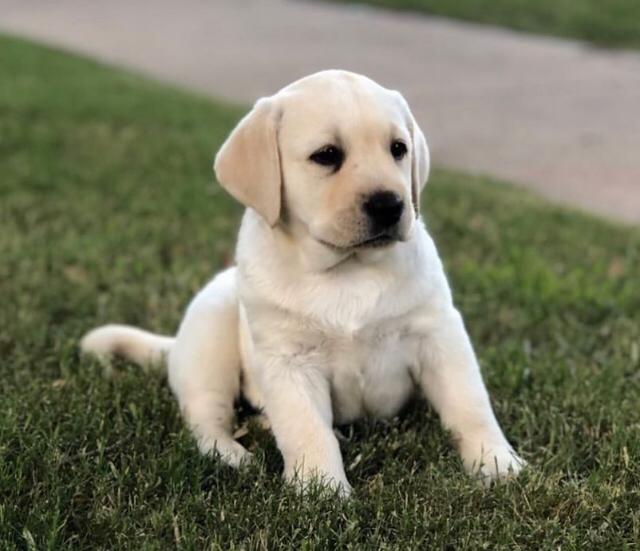 GIGGYS, a Labrador Retriever puppy