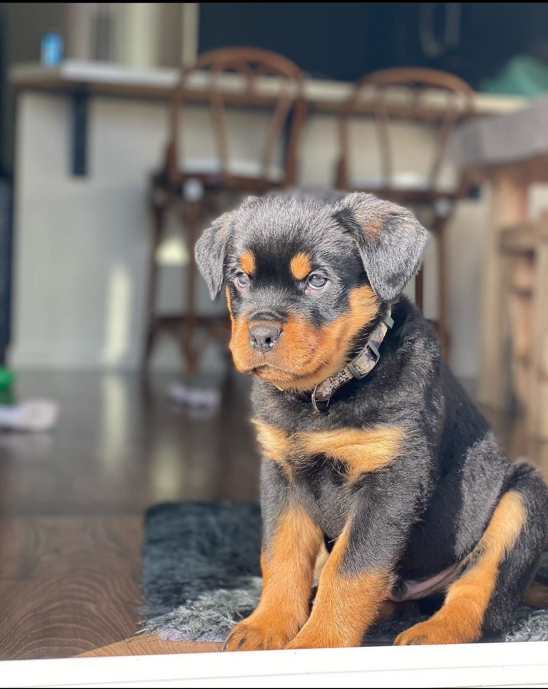 FIDO, a Rottweiler puppy