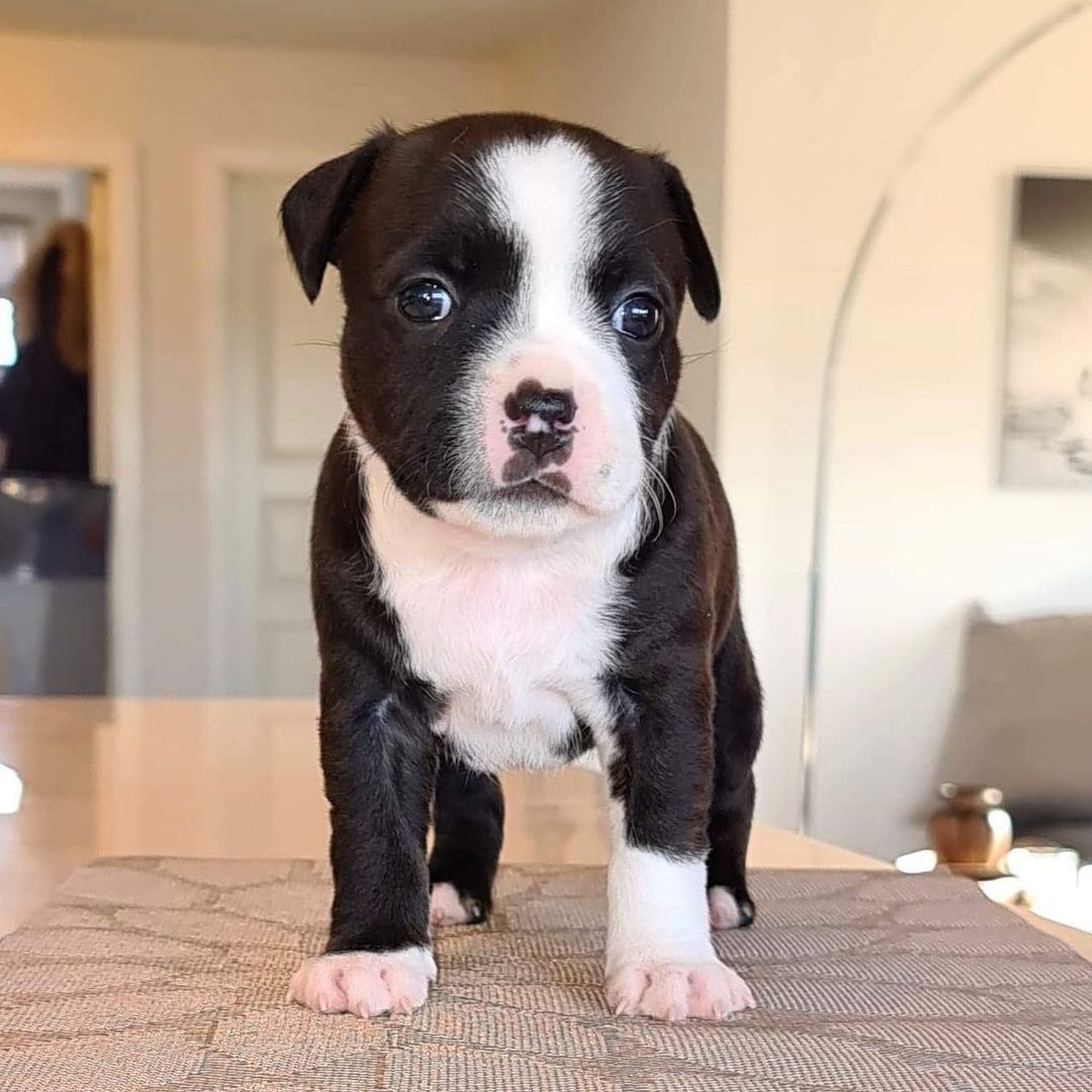 SOLO, a Staffordshire Bull Terrier puppy