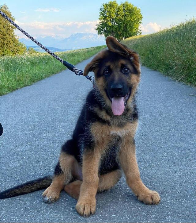 DIANA, a German Shepherd puppy