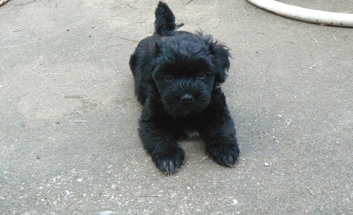 STELLA, a Coton De Tulear puppy