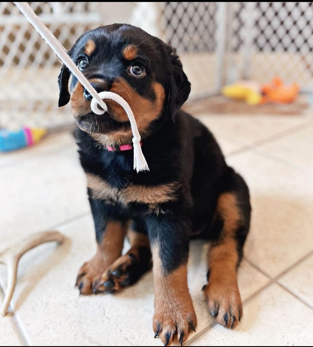 FAYE, a Rottweiler puppy