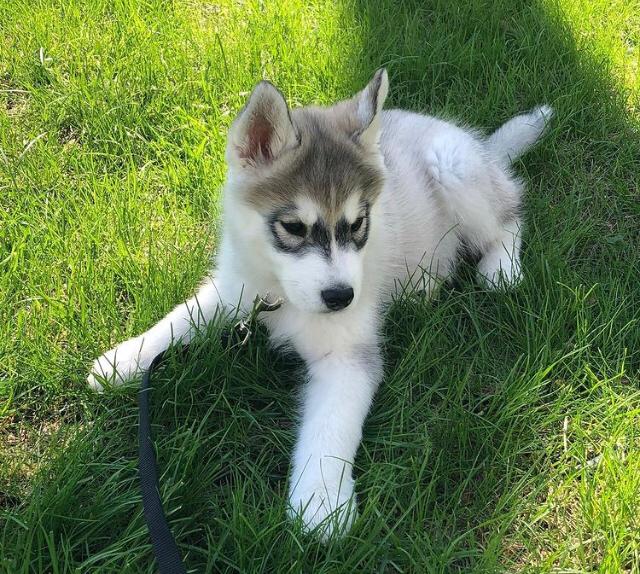 APPILO, a Siberian Husky puppy