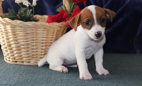 MOLLY, a Jack Russell puppy