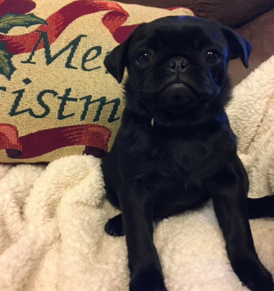 LULU, a Pug puppy