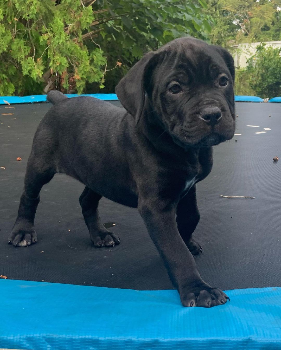 KIRA, a Cane Corso puppy