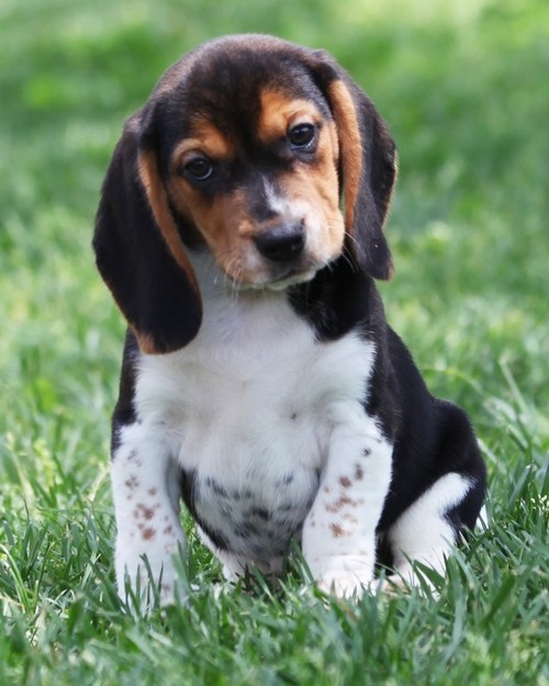 Beagle Puppies at Doggy First