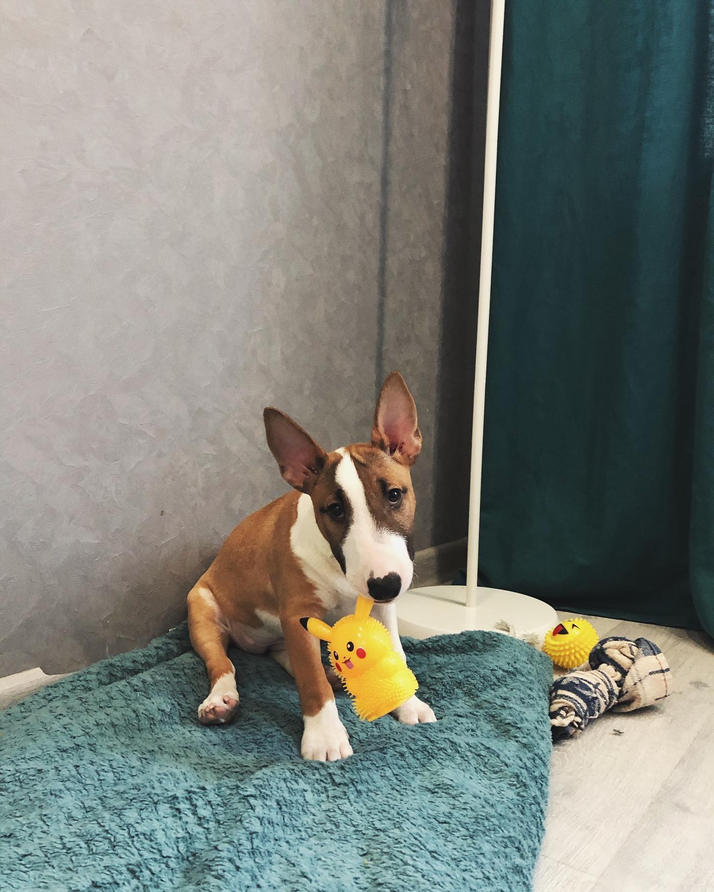 ABI, a Mini Bull Terrier puppy