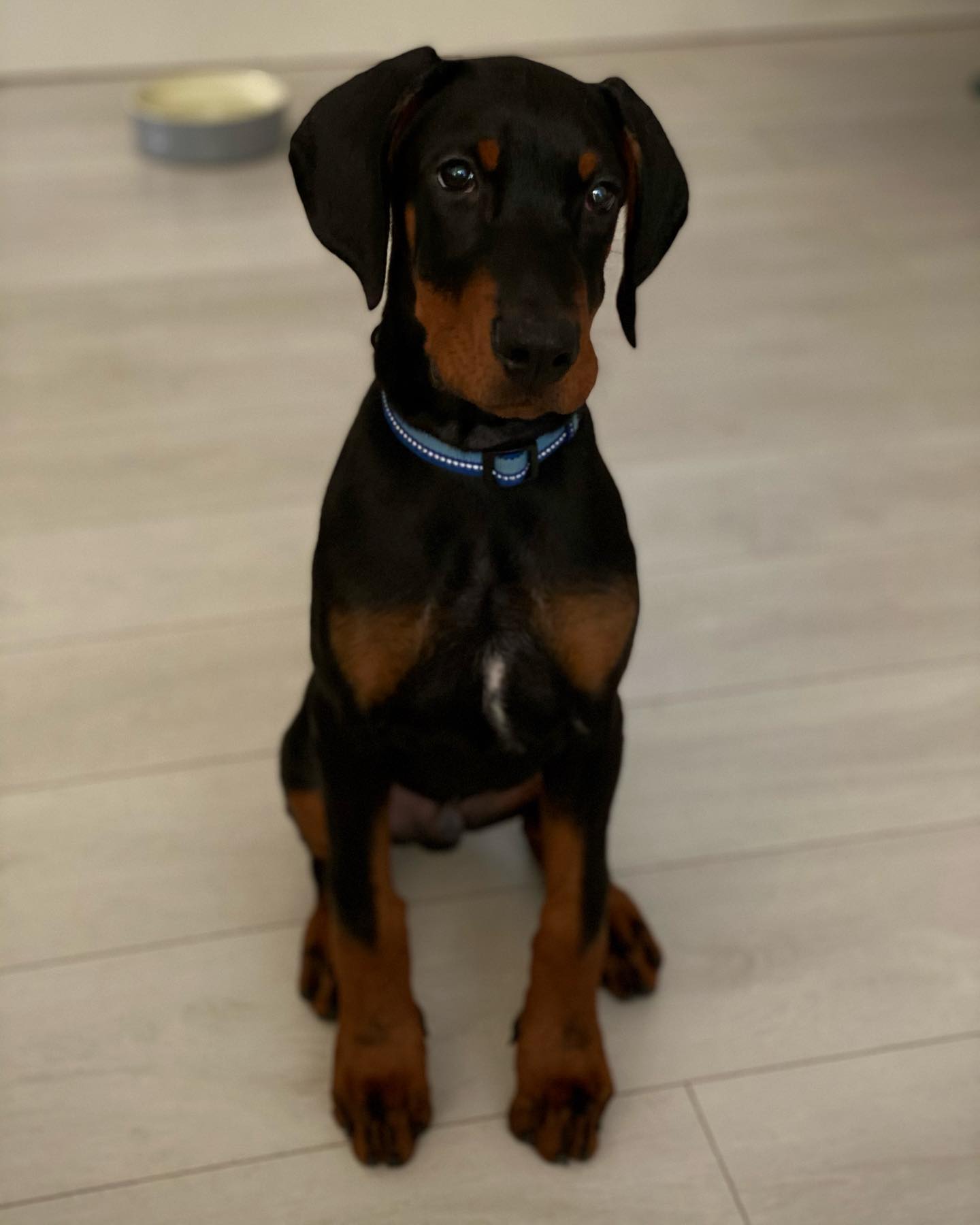 Doberman Pinscher Puppies at Doggy First