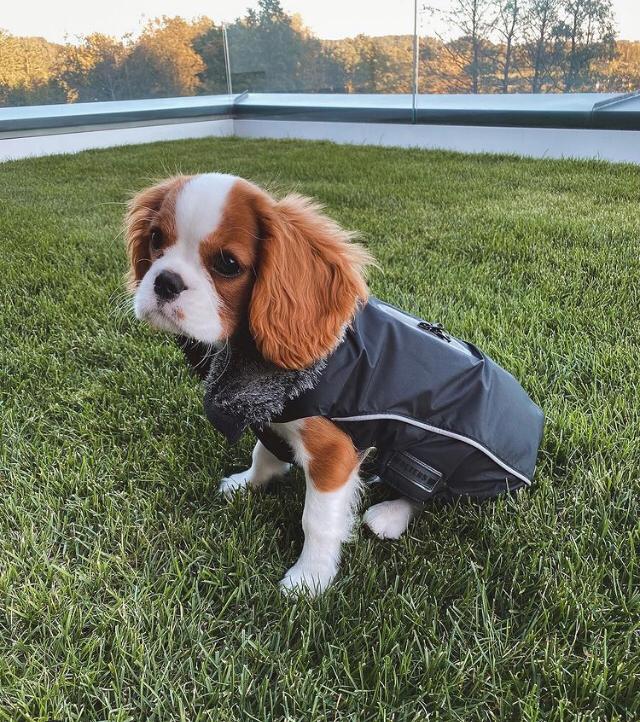 DONALD, a Cavalier King Charles puppy