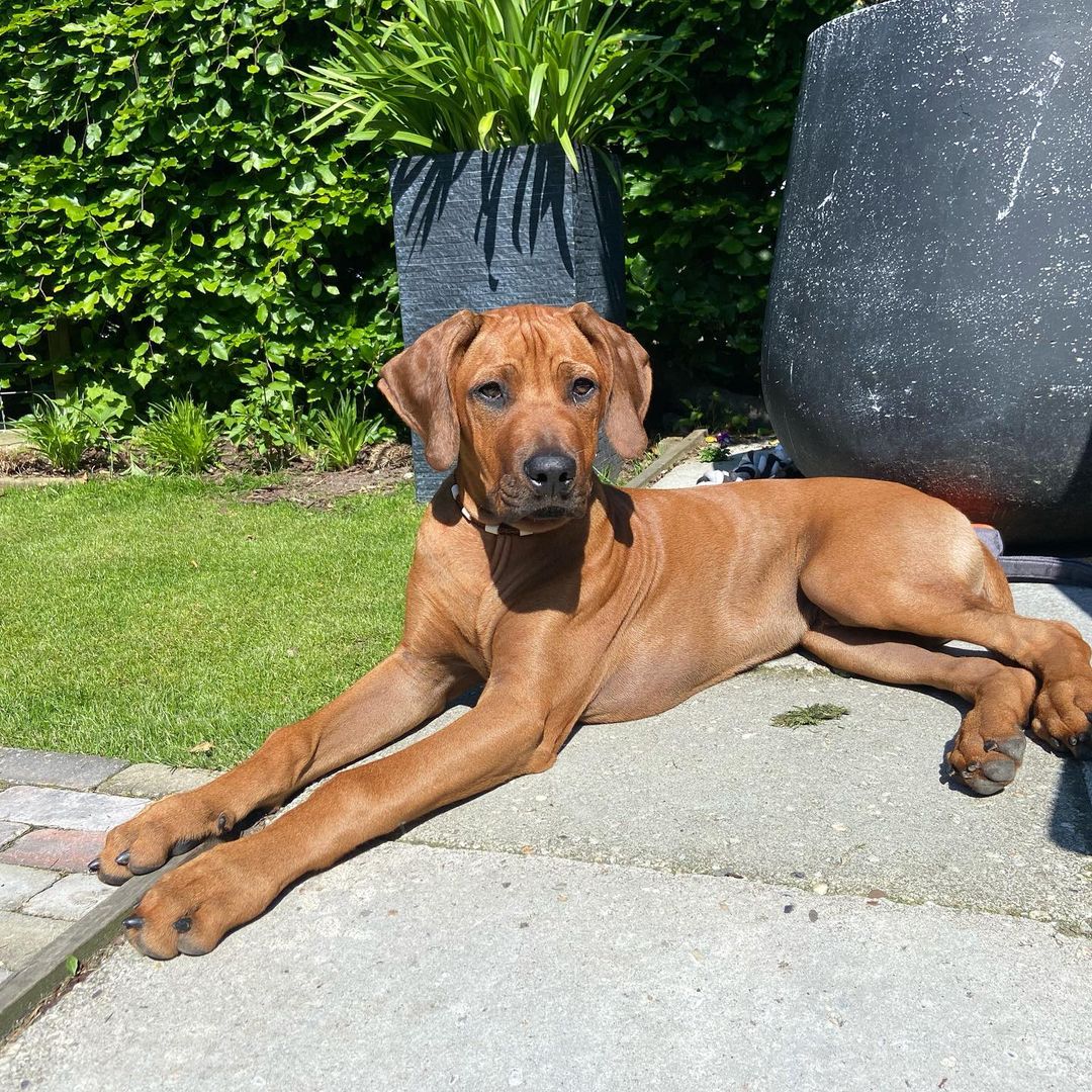 TED, a Rhodesian Ridgeback puppy