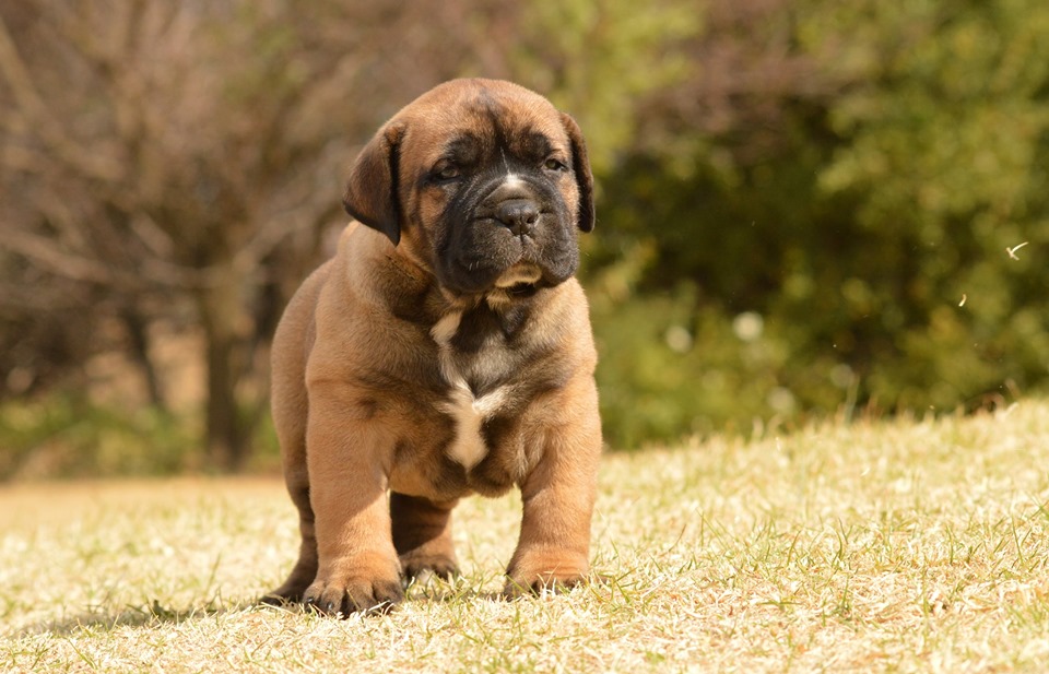 KINA, a BoerBoel puppy