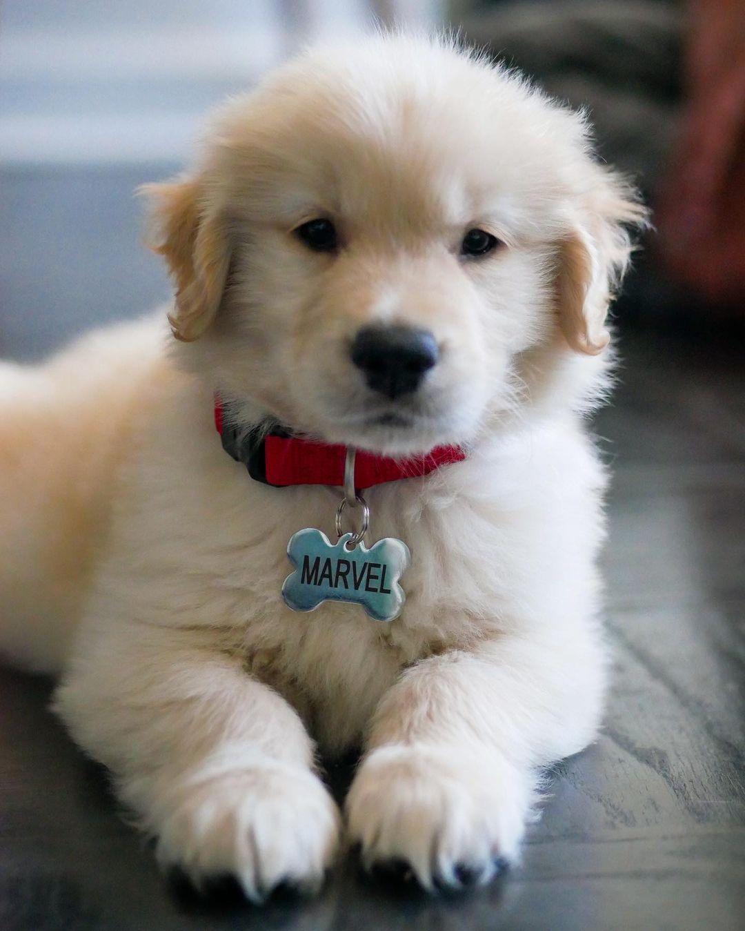 MARVEL, a Golden Retriever puppy