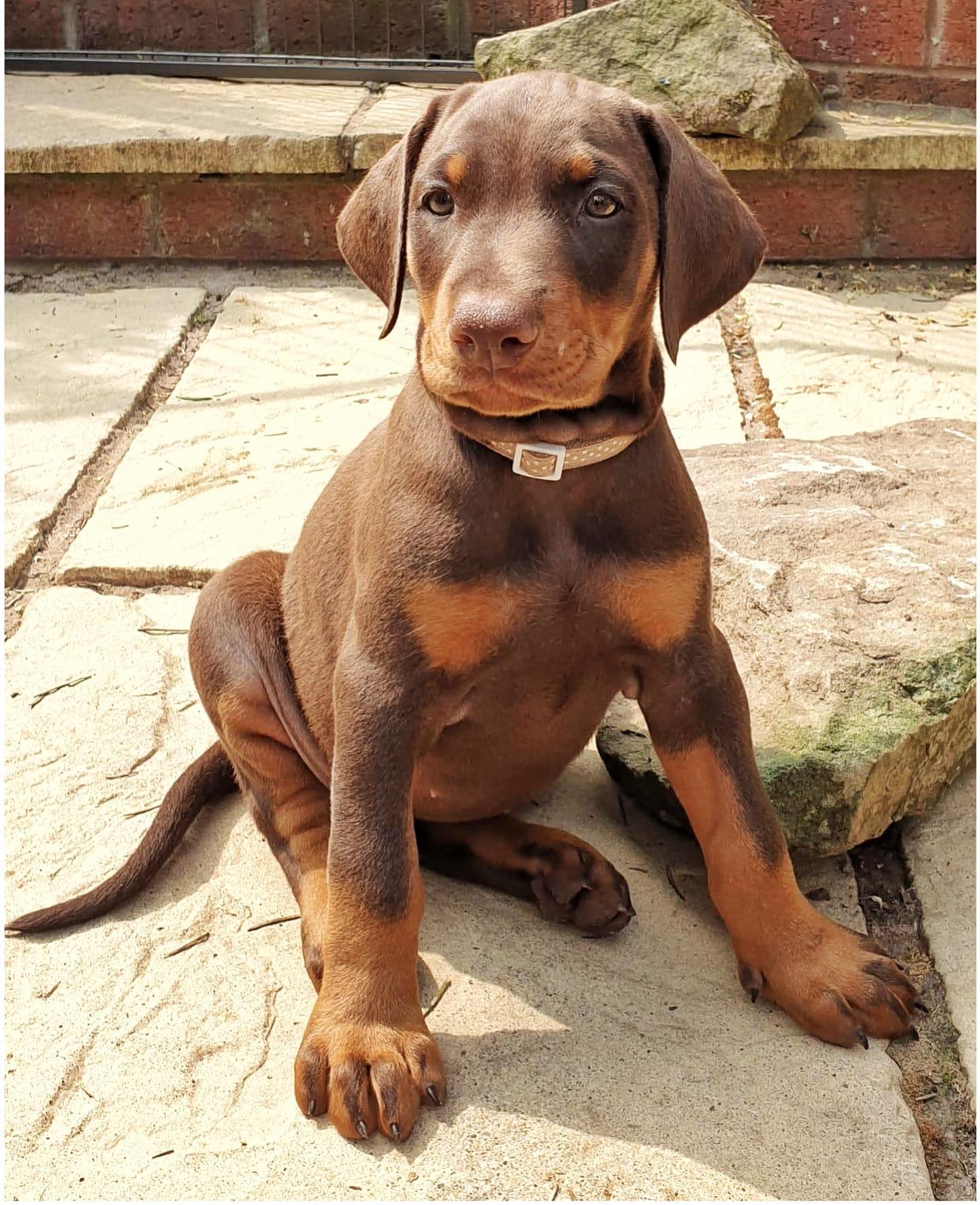 SYLVI, a Doberman Pinscher puppy