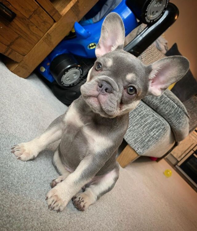 BONNIE, a French Bulldog puppy