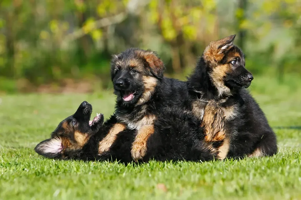 German Shepherd puppies at Doggy First