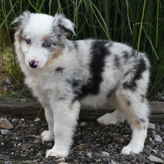 SASSY, a Australian Shepherd puppy