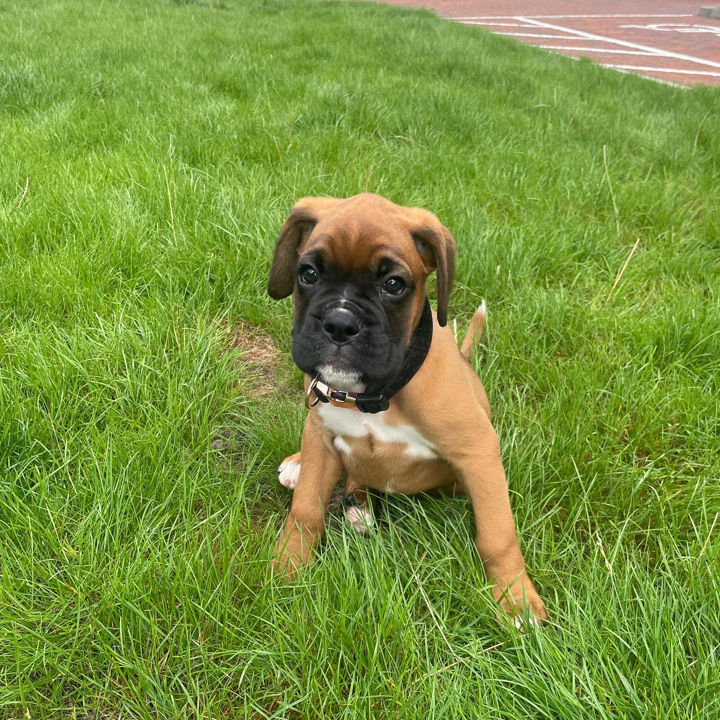 MAVERICK, a Boxer puppy