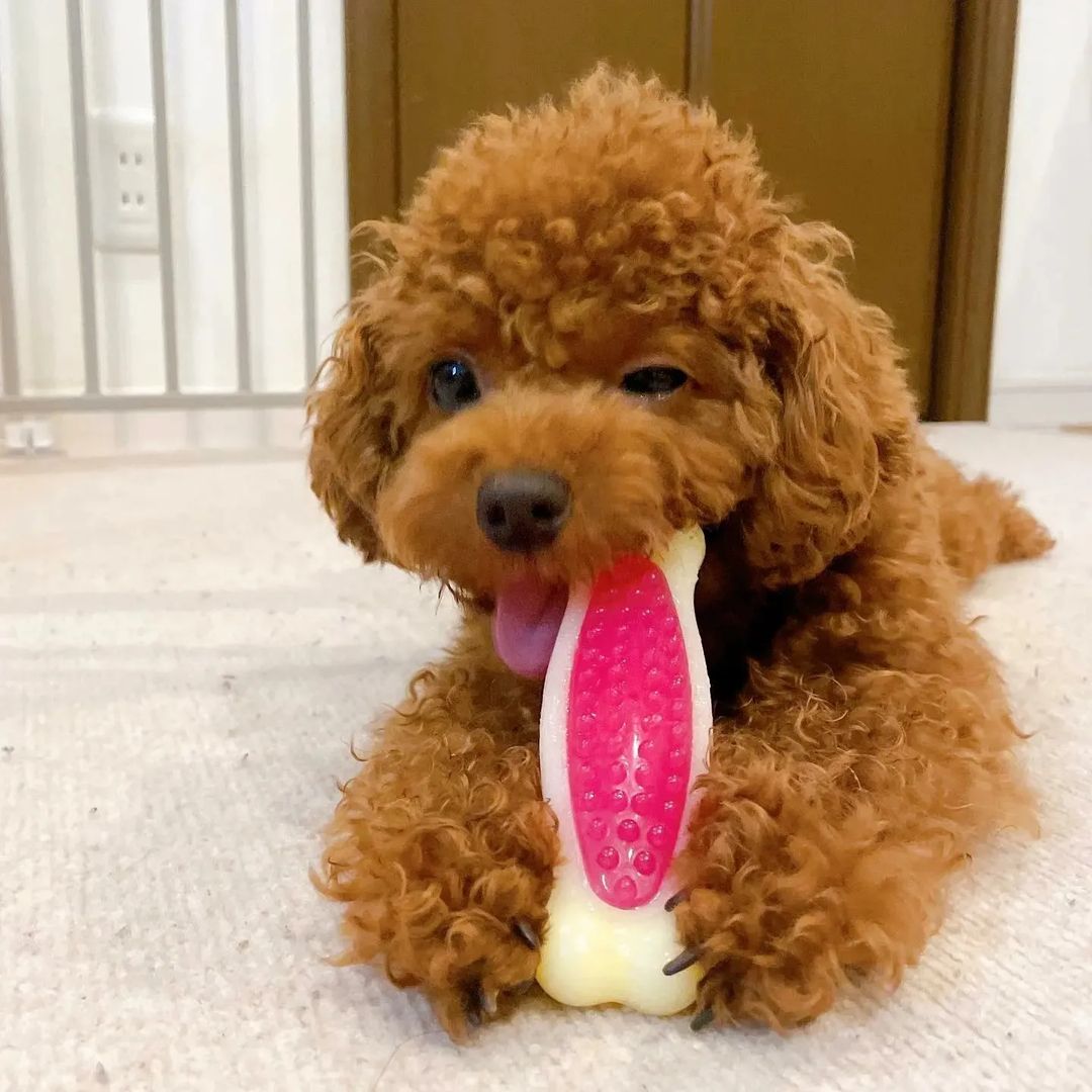 JEAN, a Poodle puppy