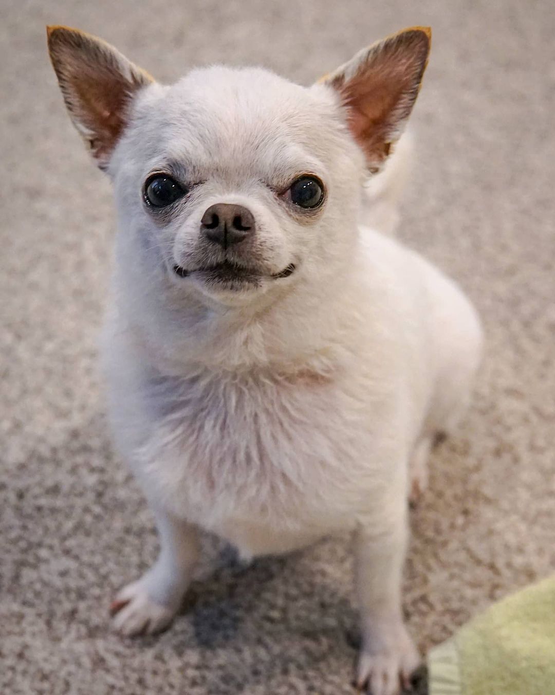 JACK, a Chihuahua puppy