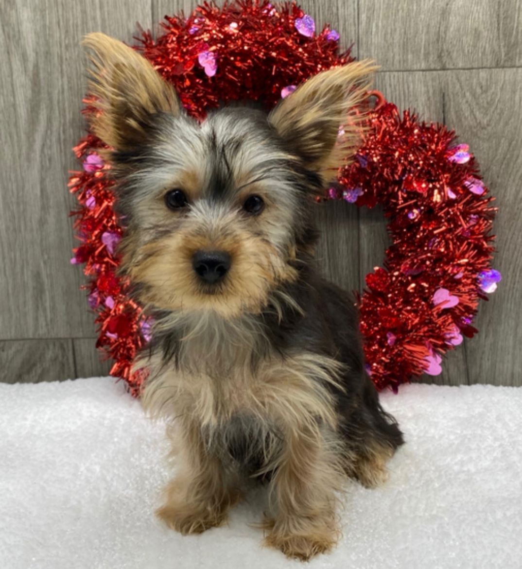 ALEXIS, a Yorkie puppy
