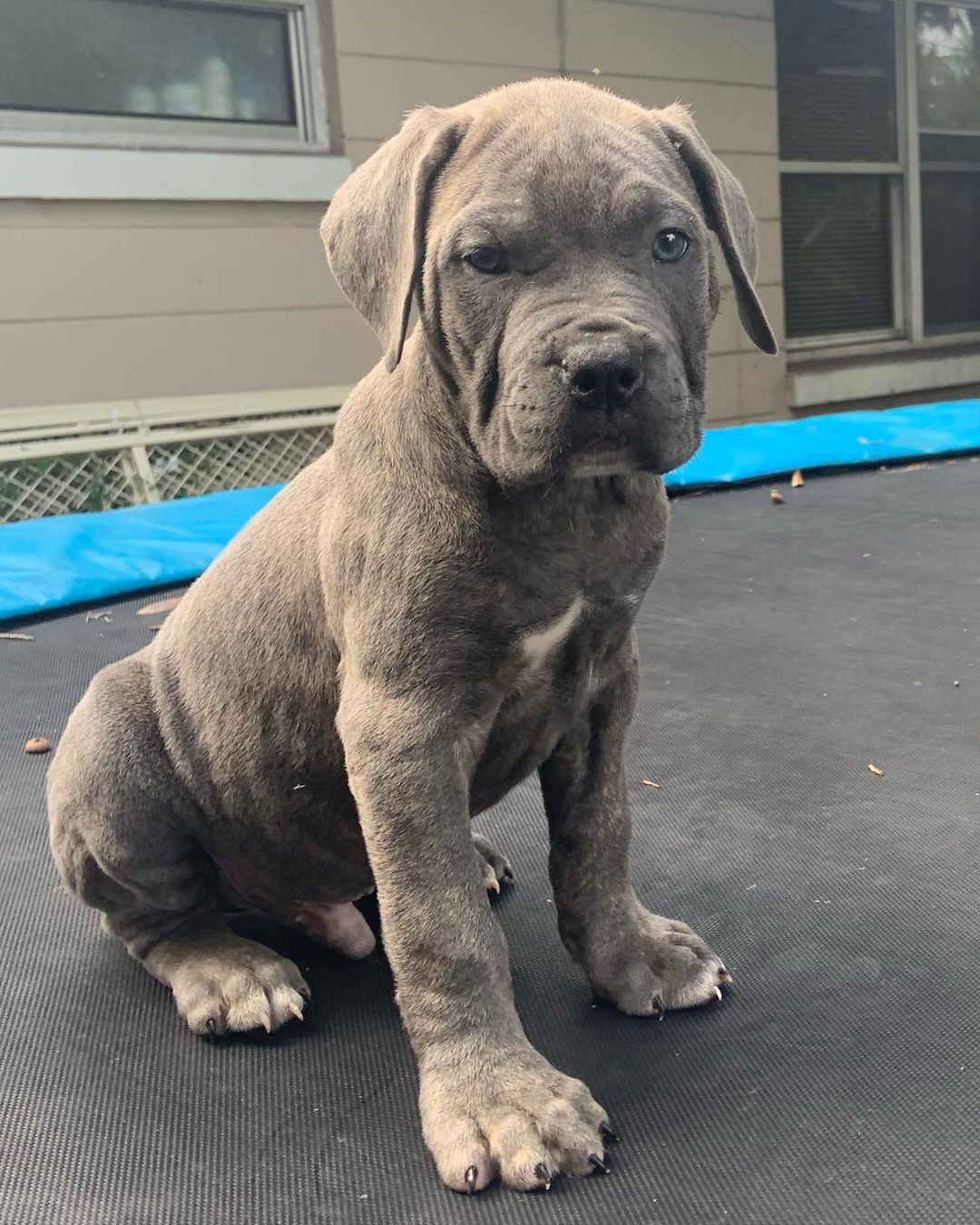 COOPER, a Cane Corso puppy