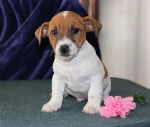 Jack Russell Puppies at Doggy First