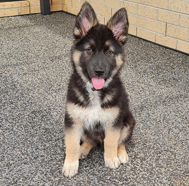 JERRY, a German Shepherd puppy