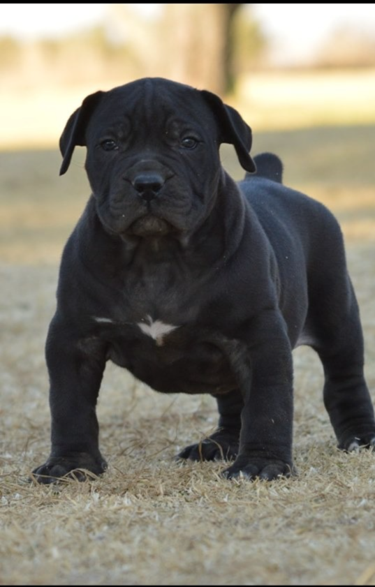 LOGAN, a BoerBoel puppy