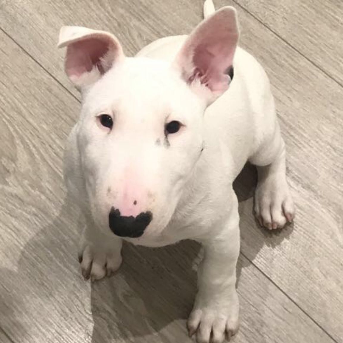 DUCE, a Mini Bull Terrier puppy