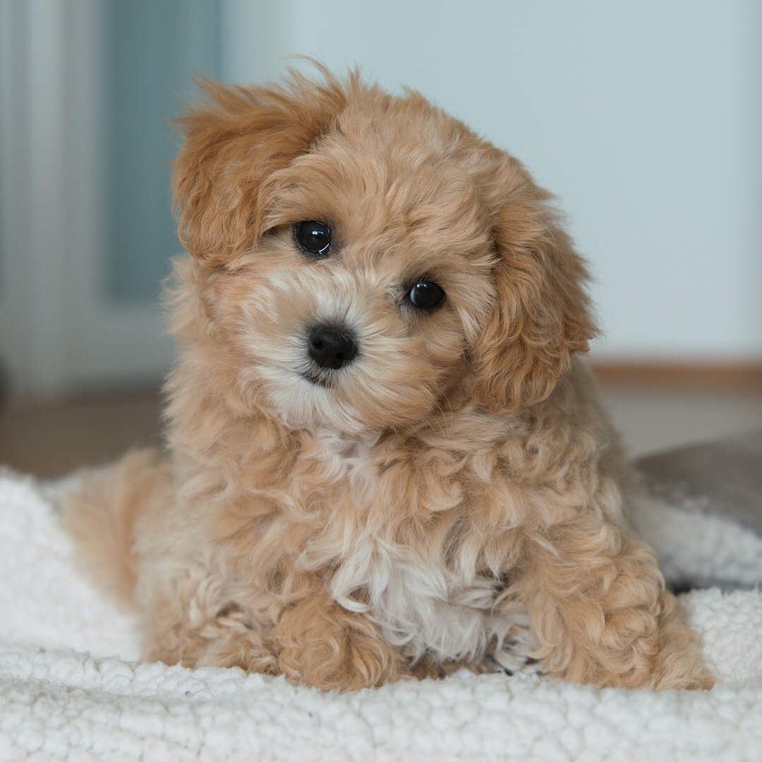 ARON, a Maltipoo puppy