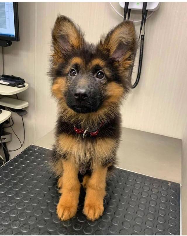 AZILLA, a German Shepherd puppy