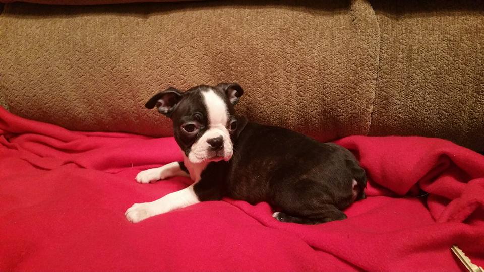 MOLLY, a Boston Terrier puppy
