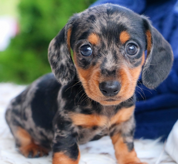 NOAH, a Miniature Dachshund puppy