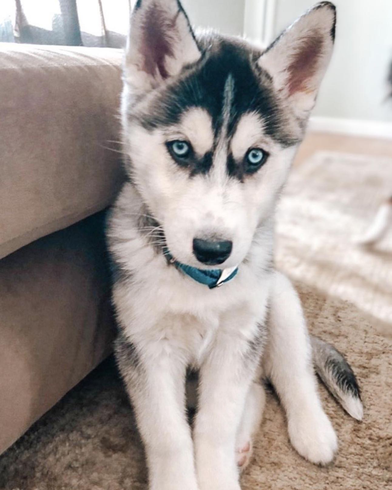 Siberian Husky puppy available at Doggy First