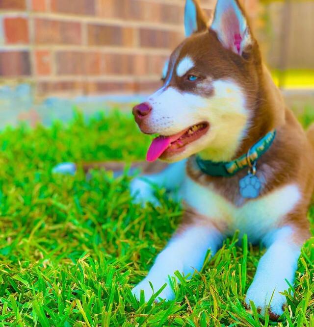 ANI, a Siberian Husky puppy