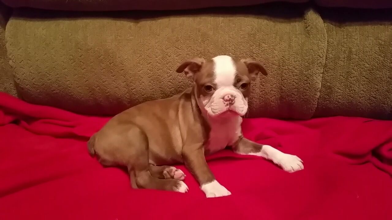 LIYA, a Boston Terrier puppy