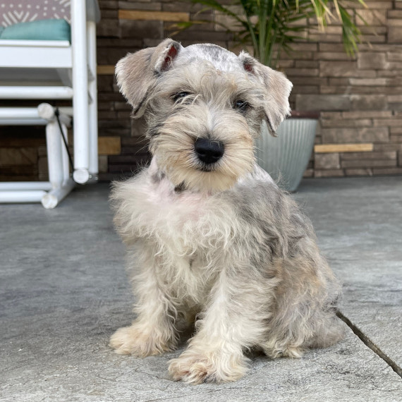 Schnauzer Puppies at Doggy First
